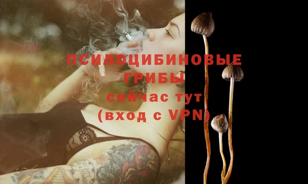 гашик Зеленокумск